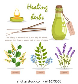 Healing herbs advertisement vector illustration. Bottle with essential oil made of Asian sandalwood, fragrant olibanum and aromatic lavender.