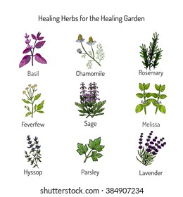 Healing herbs, healing garden. Garden crops set, vector illustration