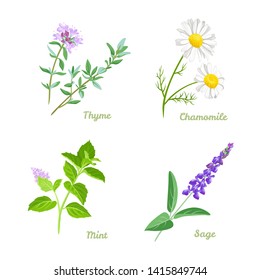 Healing herbs vector illustration set. Thyme, Sage, Chamomile and Peppermint. Medical plants collection in cartoon simple flat style.