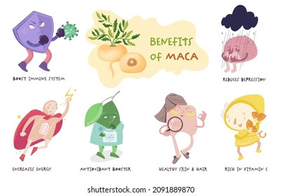 Health benefits of maca. Superfood Peruvian root vegetable effects for wellness. Medical infographics with funny characters. Healthy eating, advertising vector illustration.