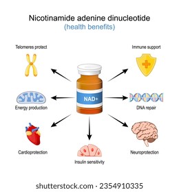 Health Benefits of NAD+. NAD plus. Wellness effect of a Nicotinamide adenine dinucleotide. Anti-Aging therapy. Vector illustration