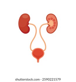 Health Bladder and Kidney Symbol Icon