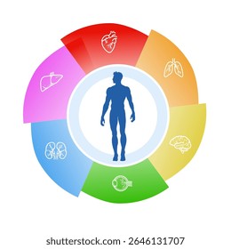 saúde masculina - roda infográfica de órgãos humanos - modelo médico colorido com silhueta corporal e órgãos internos - ilustração vetorial
