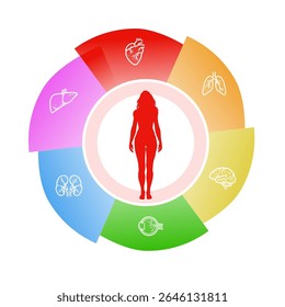 saúde das mulheres - roda infográfica de órgãos humanos - modelo médico colorido com silhueta corporal e órgãos internos - ilustração vetorial