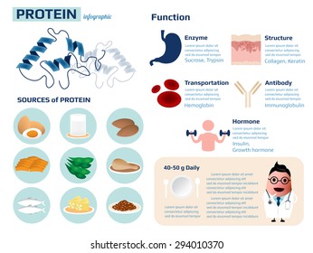 Health information of Protein, sources and functions infographic,vector illustration.