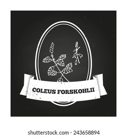 Health and Nature Collection. Badge template with a herb on chalkboard background. Coleus forskohlii