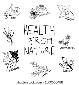 Health from nature handwritten text and herbs hand drawn vector illustration set for flu season, illness, disease, sore throat and fever. Mint, chamomile, echinacea, rosehip, elderberry, rosemary,
