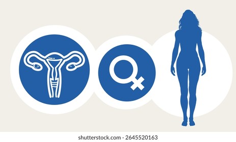 saúde da mulher, sistema reprodutivo, útero e ovários - modelo, faixa, infográfico - ilustração vetorial
