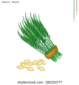 Healthcare Concept, Illustration of Acacia Pennata with Vitamin A and Minerals Tablet, Essential Nutrient for Life. 