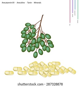 Healthcare Concept, Illustration of Betel Palm Nut or Areca Nut with Arecatannin B1, Arecoline, Tanin and Minerals Tablet, Essential Nutrient for Life. 