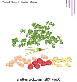Healthcare Concept, Illustration of Coriander with Vitamin K, Vitamin C, Vitamin A and Minerals, Essential Nutrient for Life.
