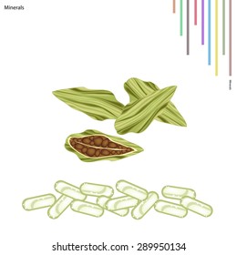Healthcare Concept, Illustration of Fresh Cardamom with Minerals, Essential Nutrient for Life.

