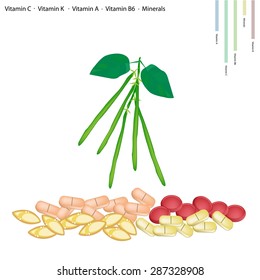 Healthcare Concept, Illustration of Green Beans or Phaseolus Vulgaris with Vitamin C, Vitamin K, Vitamin A, Vitamin B6 and Minerals, Essential Nutrient for Life. 