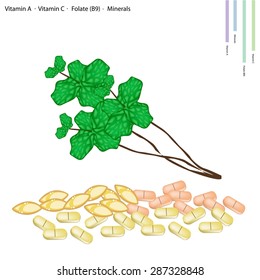 Healthcare Concept, Illustration of Peppermint or Lemon Mint with Vitamin A, Vitamin C, Folate B9 and Minerals Tablet, Essential Nutrient for Life. 