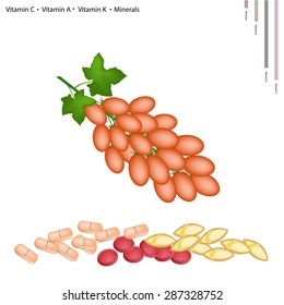 Healthcare Concept, Illustration of Ripe Plum Tomatoes or Roma Tomato with Vitamin C, Vitamin A and Vitamin K Tablet, Essential Nutrient for Lift. 