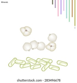 Healthcare Concept, Illustration of White Cardamon or Siamese Cardamom with Minerals, Essential Nutrient for Life.
