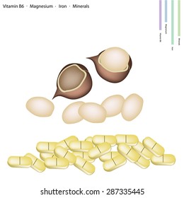 Healthcare Concept, Macadamia Nut with Vitamin B6, Magnesium, Iron and Minerals Tablet, Essential Nutrient for Life. 