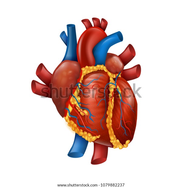 健康な3dのリアルな人の心ベクターイラスト 心臓外科教育のミディシンバナー のベクター画像素材 ロイヤリティフリー