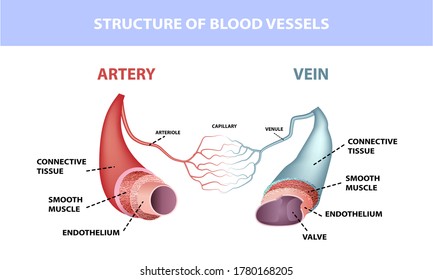 Healthy Artery And Vein Anatomy, Layers Of Arteries And Veins, Medical Illustration