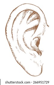 Healthy big linear man ear isolated on white. Vector monochrome freehand ink drawn background sketchy in art scribble antique style pen on paper. View close-up with space for text