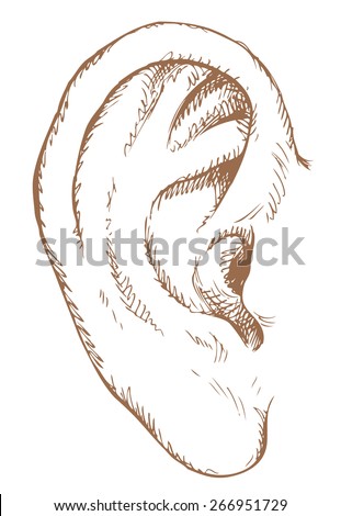 Healthy big linear man ear isolated on white. Vector monochrome freehand ink drawn background sketchy in art scribble antique style pen on paper. View close-up with space for text
