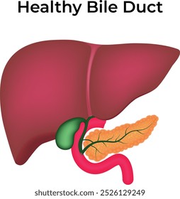 Ilustração do vetor do duto biliar saudável