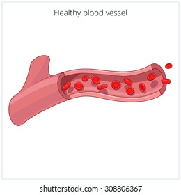 Healthy Blood Vessel Vector Illustration