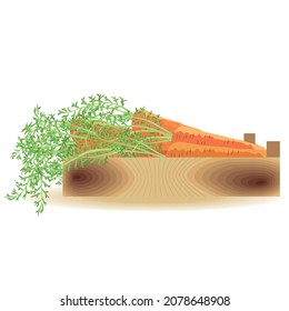 healthy carrots from the garden in a box. Raw food diet