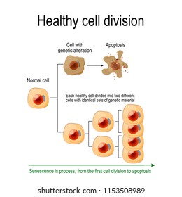 División celular saludable. Cada célula sana se divide en dos células diferentes con conjuntos idénticos de material genético. La senescencia es el proceso desde la primera división celular hasta la apoptosis. Diagrama de vectores