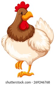 Healthy chicken on white background