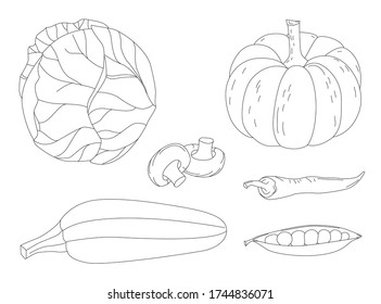 healthy collection of hand drawn outlined vegetables. cabbage, pumpkin, squash, opened pea pod, mushrooms and chilli pepper for your coloring page