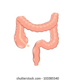 healthy colon