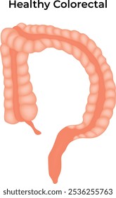 Healthy Colorectal Science Design Vector Illustration Diagram