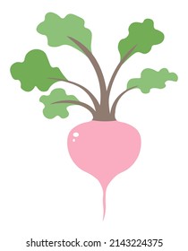 Healthy dieting and nutrition, isolated beetroot with leaves. Ripe vegetables for cooking and preparing food. Meal and eating delicious ingredients. Harvesting or grocery shop store. Vector in flat