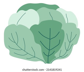 Healthy dieting and nutrition, organic and natural production. Ingredient for cooking meal. Vegan and vegetarian menu, agricultural market shopping. Cabbage leaves, vector in flat style illustration