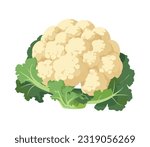 Healthy eating vegetable cauliflower icon isolated