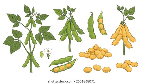 Ilustração de culturas agrícolas saudáveis de vagens e feijões de plantas edamame