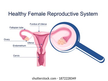 7,570 Ovary Eggs Images, Stock Photos & Vectors | Shutterstock