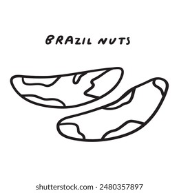 Healthy food design. Brazil nut. Outline illustration. Vector hand drawn icon on white background. 
