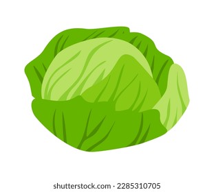 Healthy food icon. Colorful sticker with fresh green cabbage. Farming and agriculture. Organic Vegetable. Healthy lifestyle and diet. Cartoon flat vector illustration isolated on white background