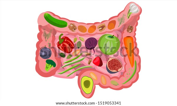 腸の健康に良い食べ物 腸の健康に良い食べ物 繊維 野菜 果物 ベリー ふすま 緑 予生学 白い背景にベクターイラスト のベクター画像素材 ロイヤリティフリー