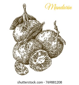 Healthy food. Mandarin on branch with leaves. Engraving style. Vector illustration.