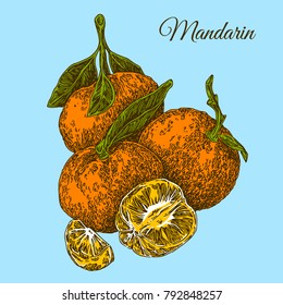 Healthy food. Mandarin on branch with leaves. Color card. Engraving style. Vector illustration.