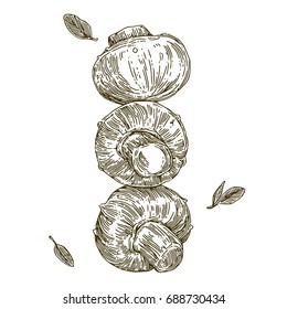 Healthy food. Mushrooms. Engraving. Vector illustration.
