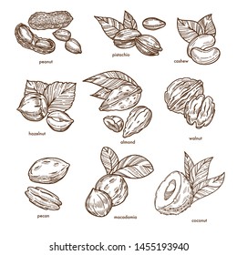 Healthy food and organic nutrition nuts isolated monochrome sketches vector peanut and pistachio cashew and hazelnut almond and walnut, pecan and macadamia coconut seeds or grains natural fats