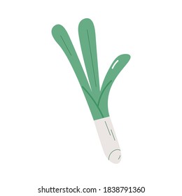 Healthy fresh green leek containing probiotics for good microflora in stomach