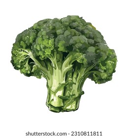 Healthy fresh vegetable broccoli icon isolated