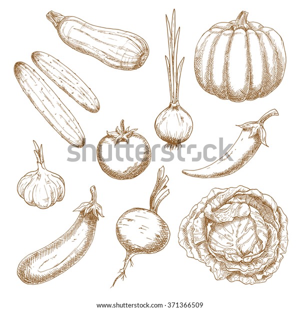 Healthy Garden Tomato Sprouted Onion Chilli Stock Vector Royalty