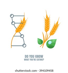 Healthy and gmo food concept. Vector illustration of organic wheat and genetically modified wheat. Farming and agriculture illustration of cereals, barley or rye ears. Do you know what you're eating.