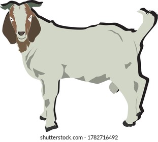 A healthy goat from local farm